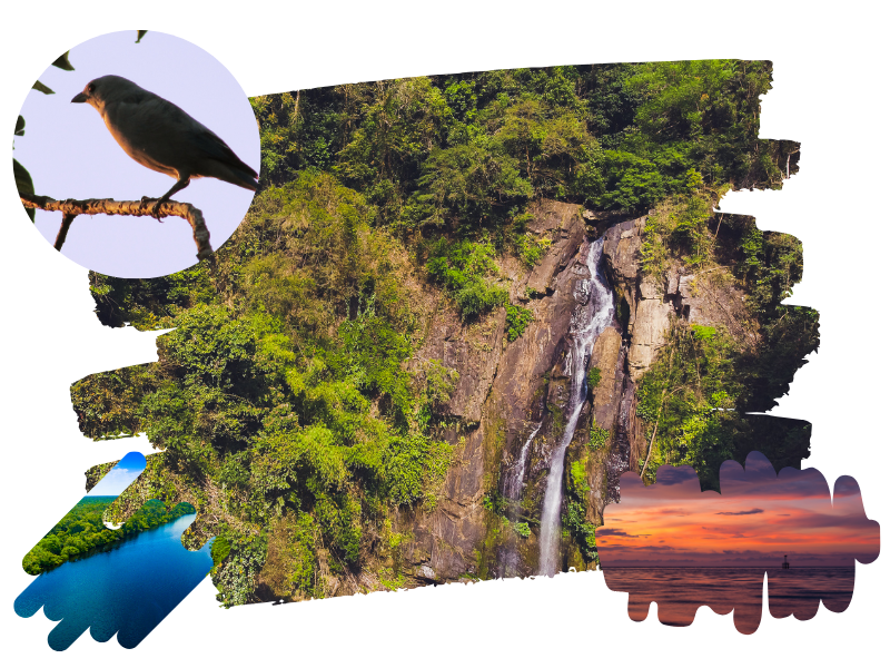 Takuapa Little Amazon